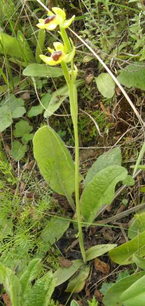 Ophrys (Sicilia)